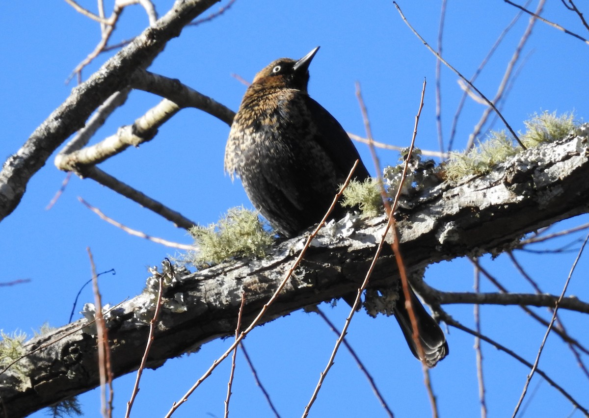 Rusty Blackbird - ML612152797