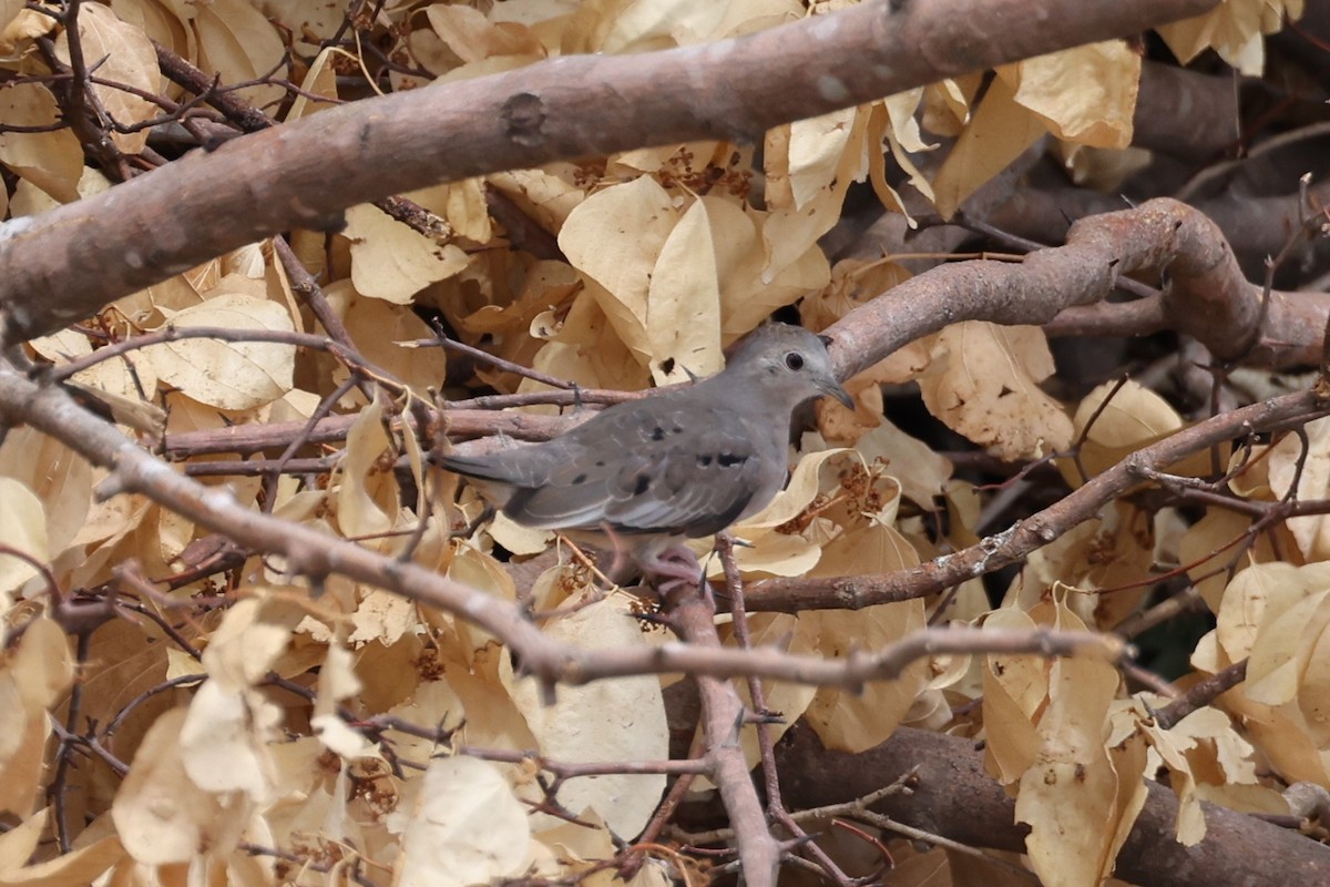 Plain-breasted Ground Dove - ML612152798