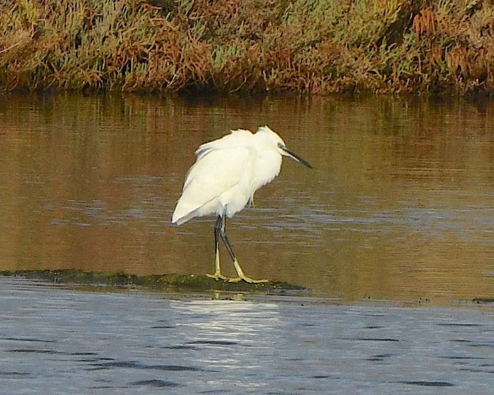 Little Egret - ML612152799