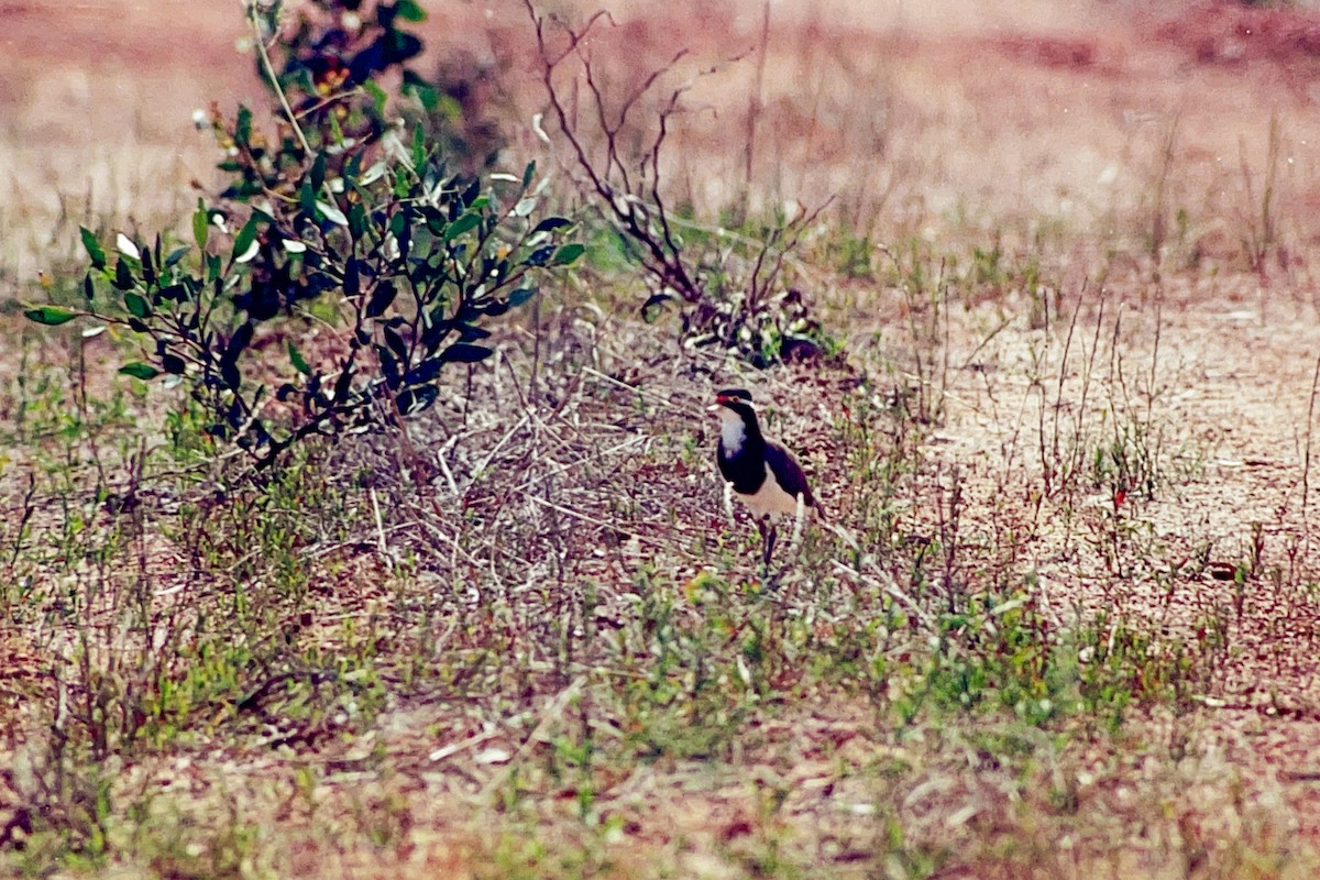 Banded Lapwing - ML612152805