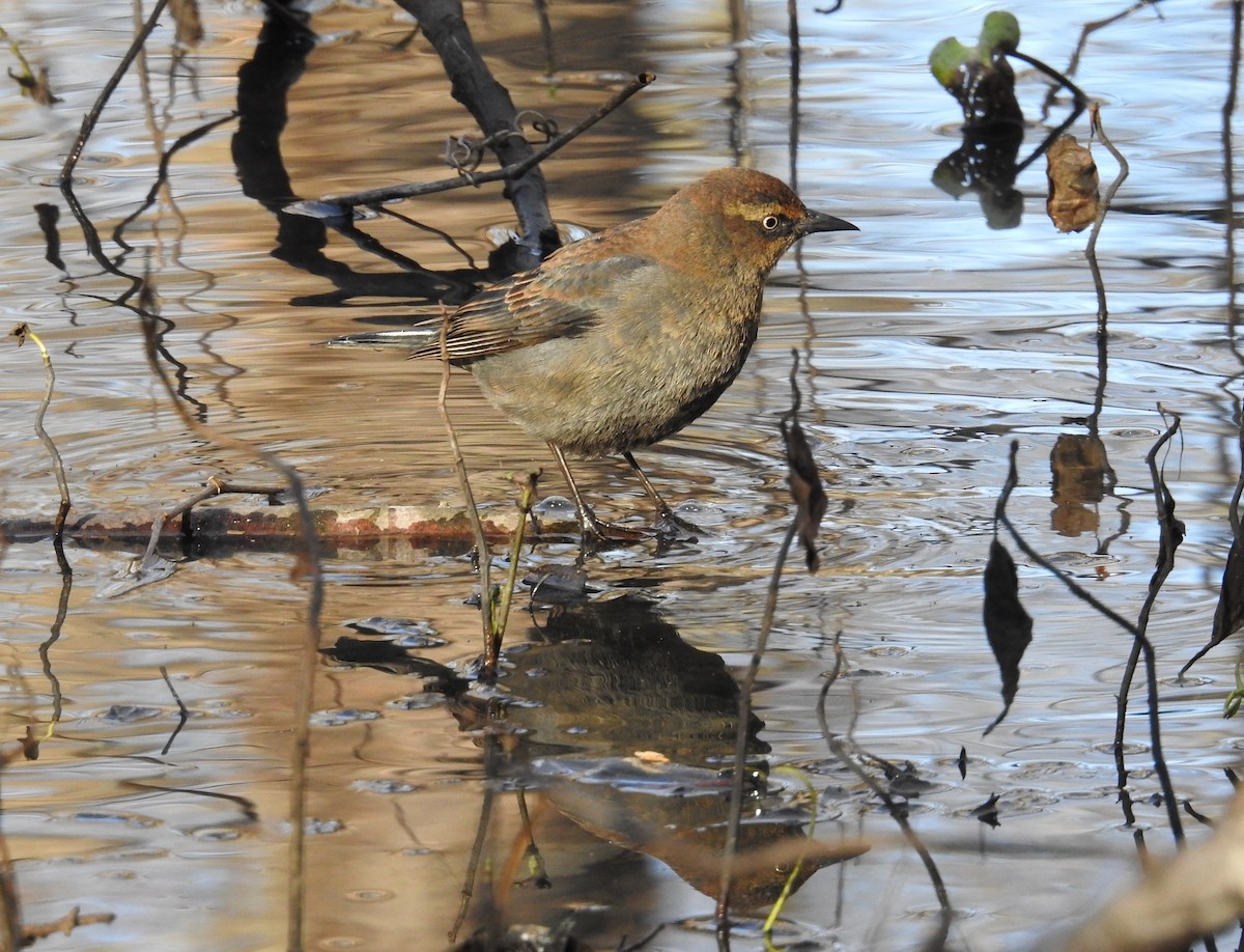 Rusty Blackbird - ML612152808