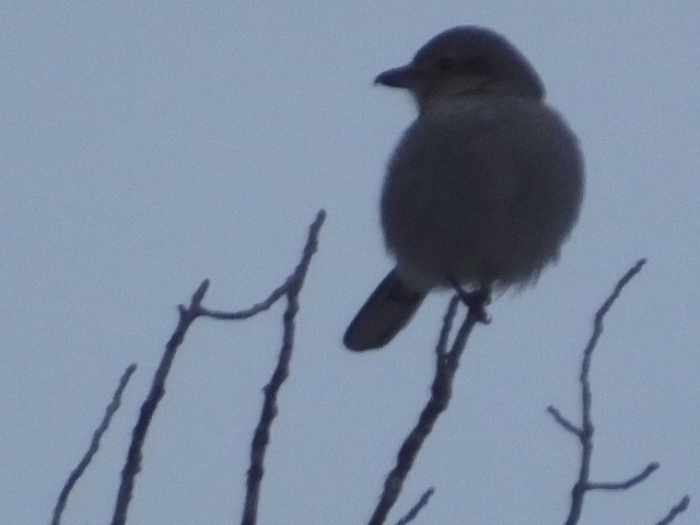 Northern Shrike - ML612152834