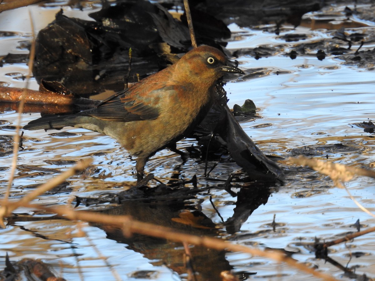 Rusty Blackbird - ML612152836
