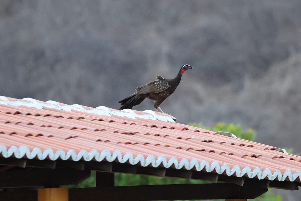 White-browed Guan - Charles Davies