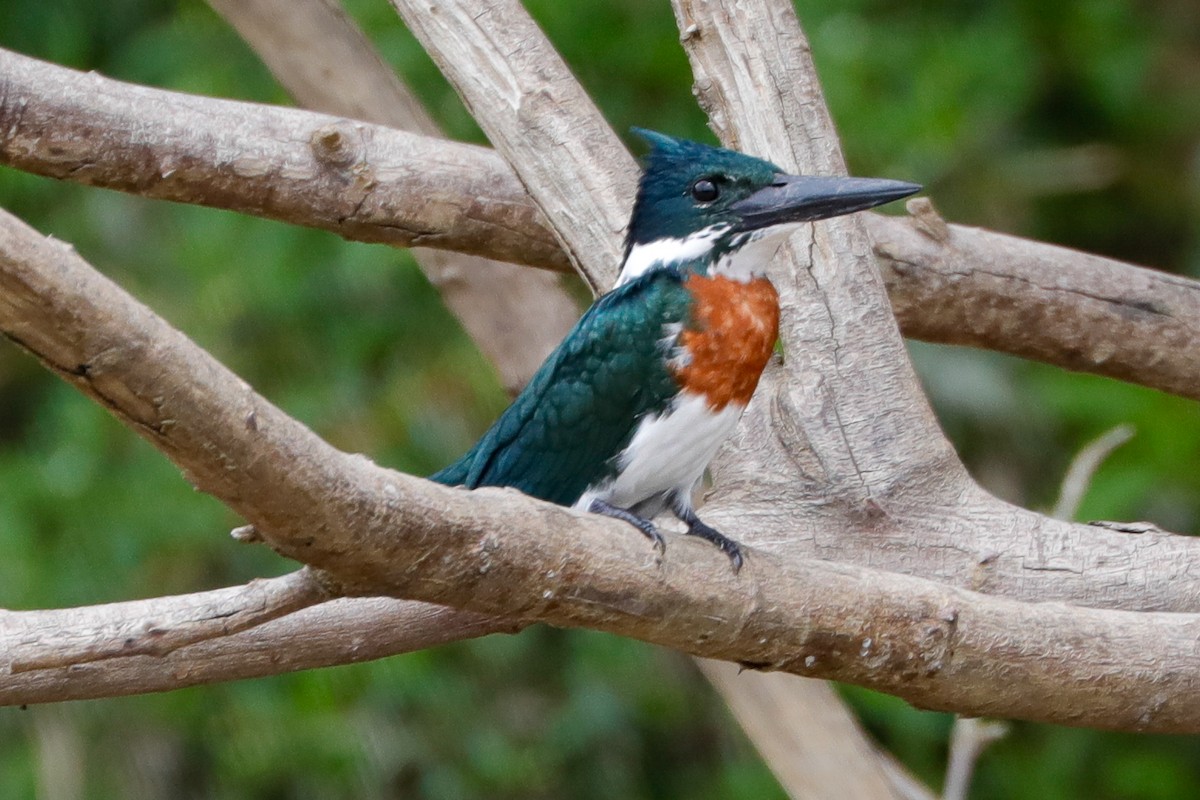 Amazon Kingfisher - ML612152934