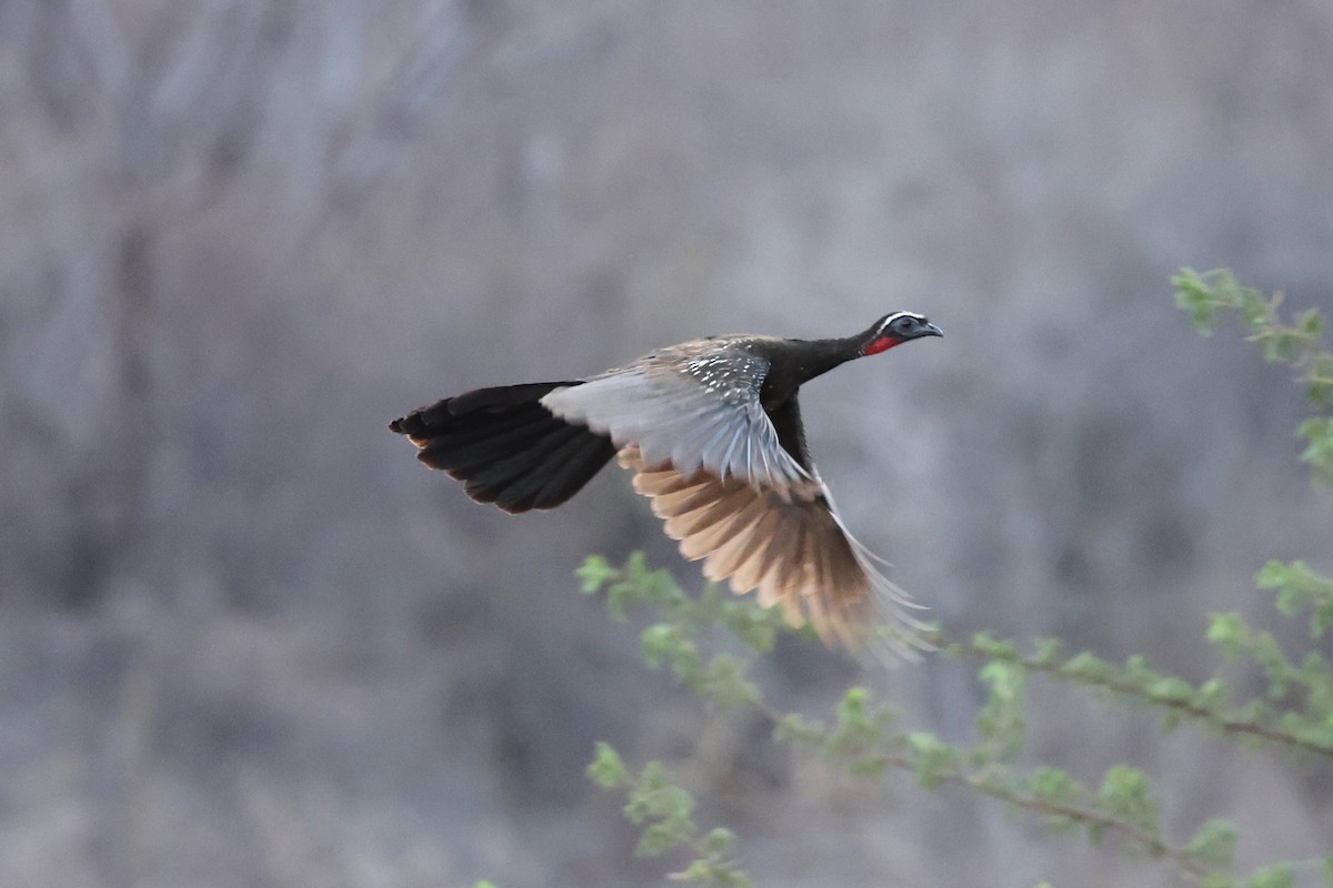 White-browed Guan - ML612152935