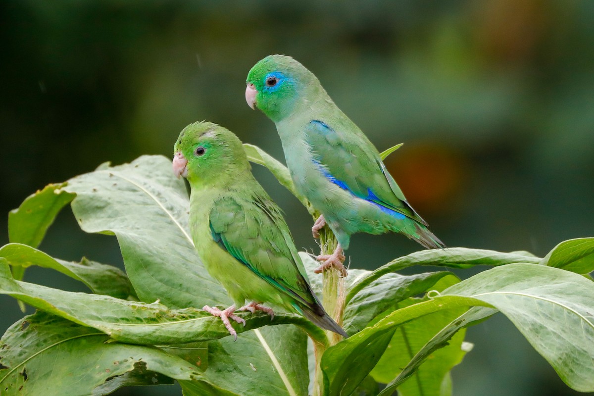 Spectacled Parrotlet - Matthew Douglas Gable