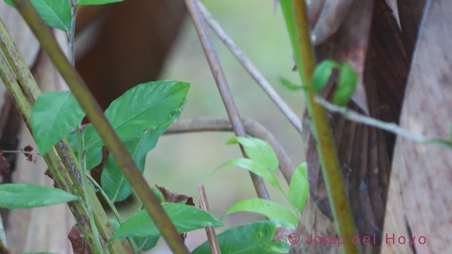 Blue-black Grosbeak - ML612152973