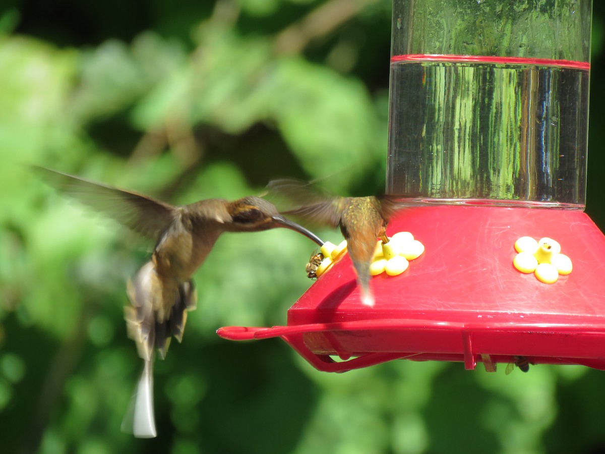 Long-billed Hermit (Central American) - ML612153079