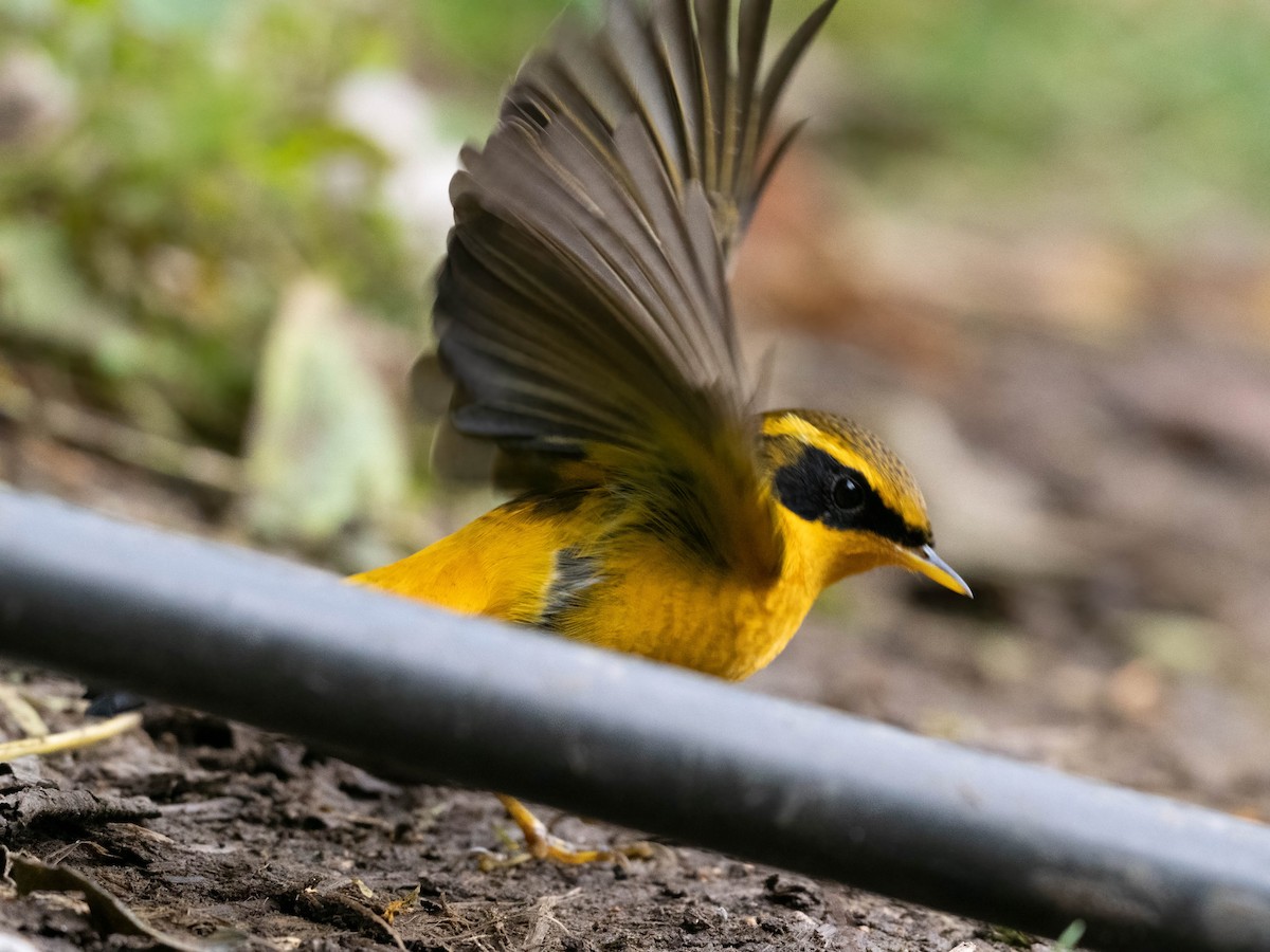 Golden Bush-Robin - ML612153083