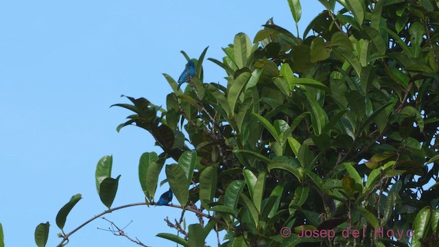 Dacnis bleu - ML612153091