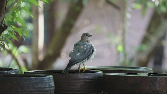 נץ הים הכספי - ML612153111