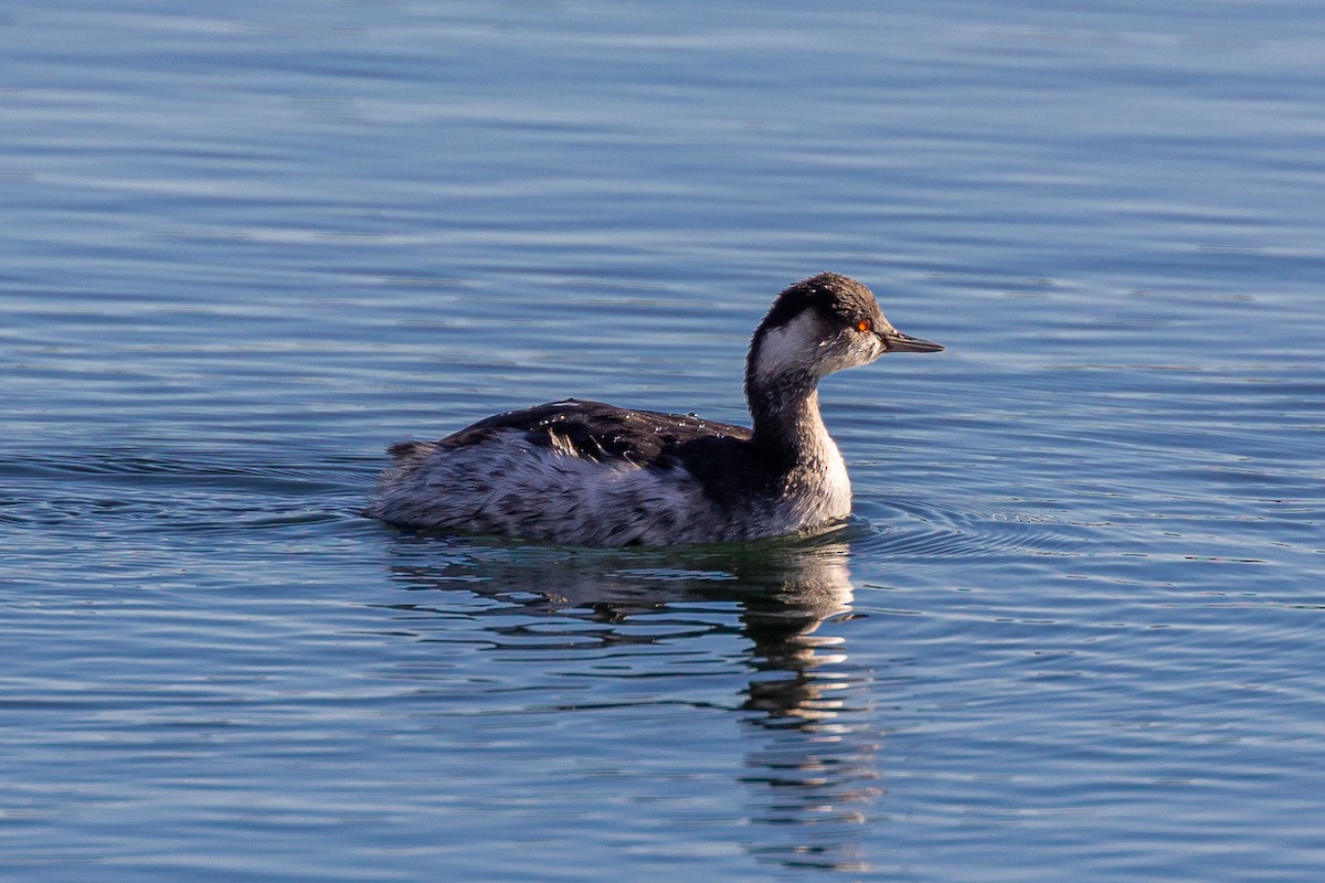 Eared Grebe - ML612153544