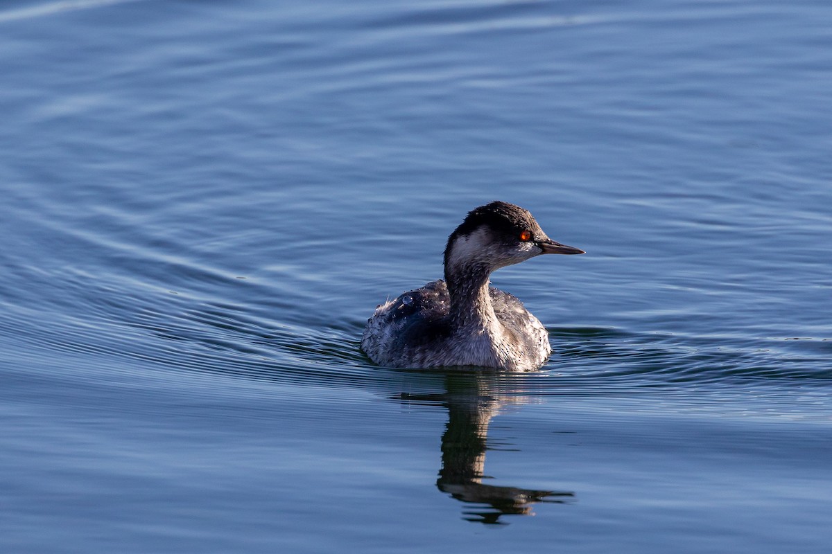 Eared Grebe - ML612153546