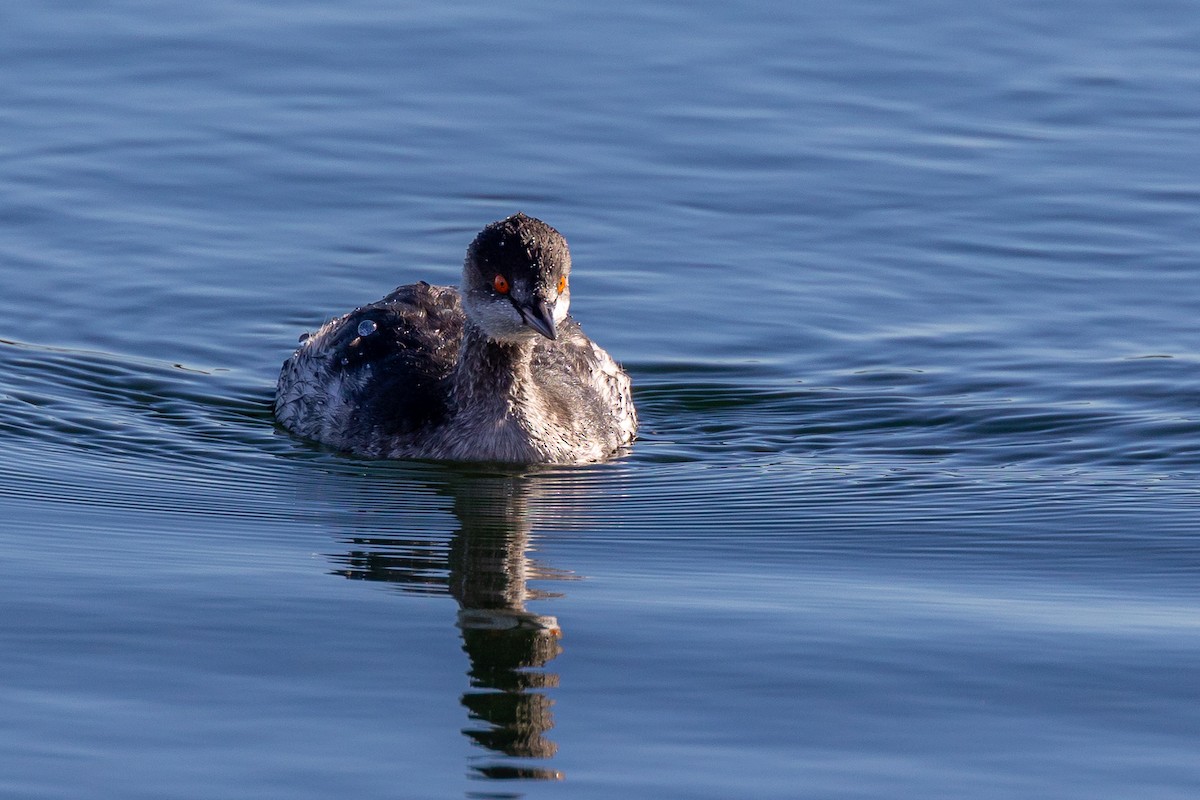 Eared Grebe - ML612153547