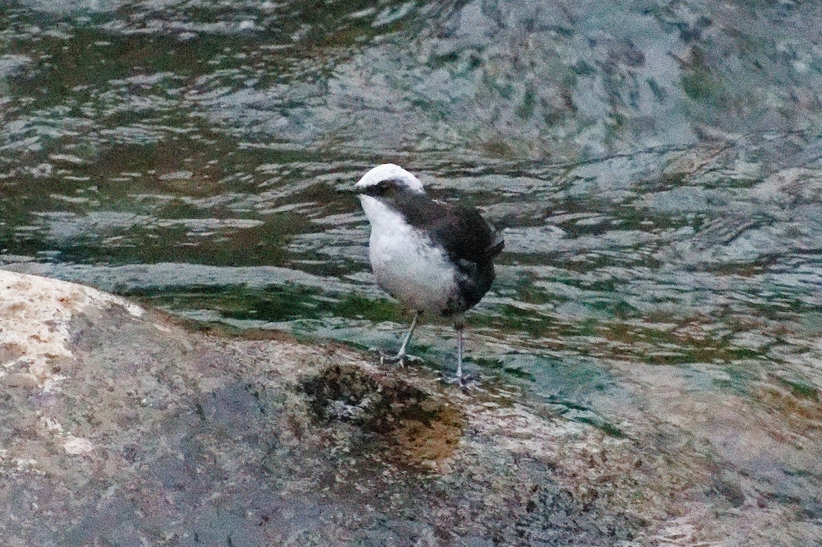 White-capped Dipper - ML612153775