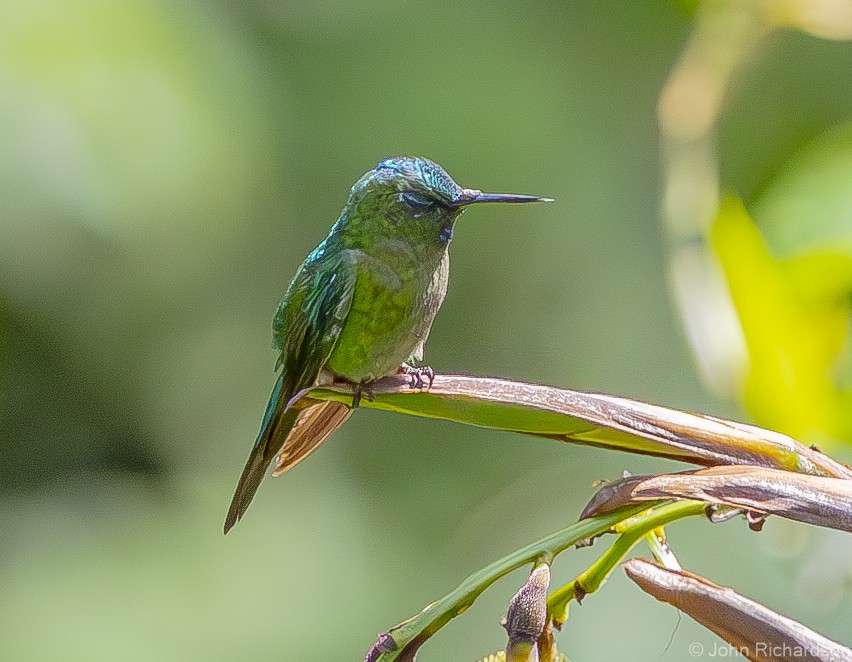 Buff-thighed Puffleg - ML612153803