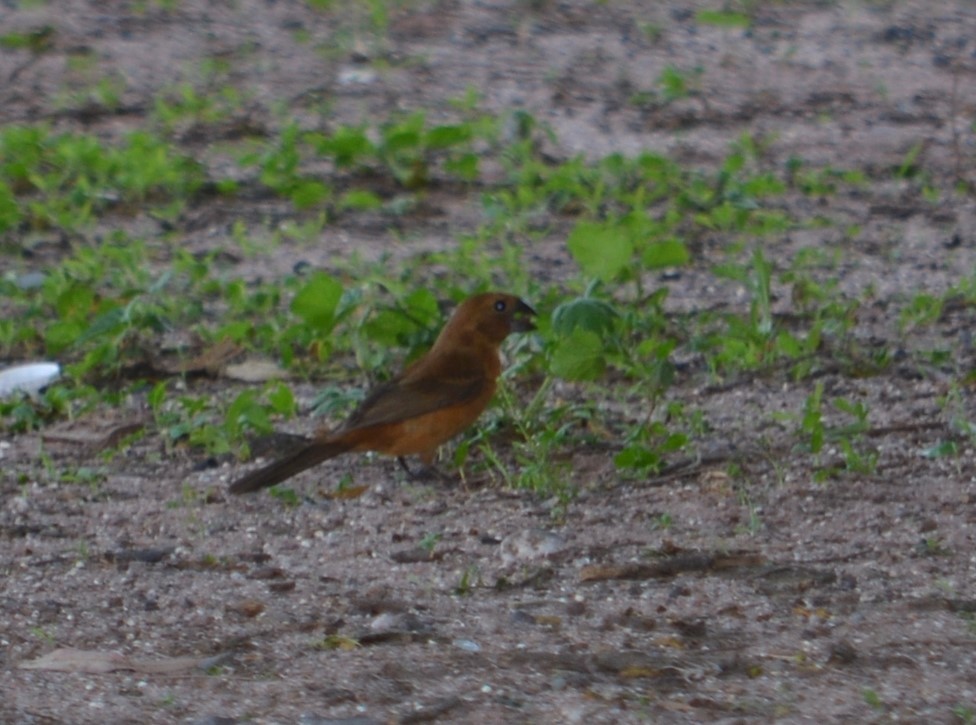 Ultramarine Grosbeak - ML612153818