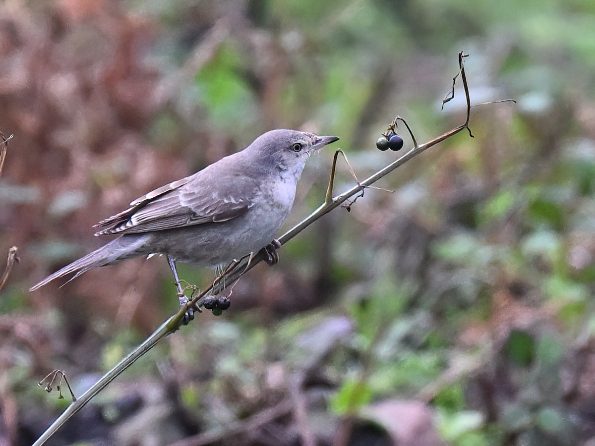 Barred Warbler - Manuel Segura Herrero