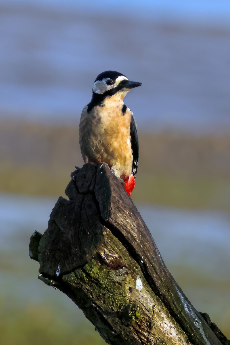 Great Spotted Woodpecker - ML612154009