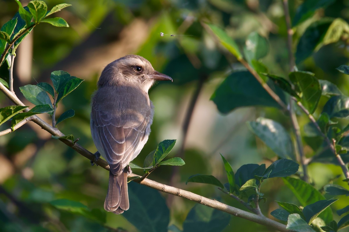 Common Woodshrike - Sourav Mandal