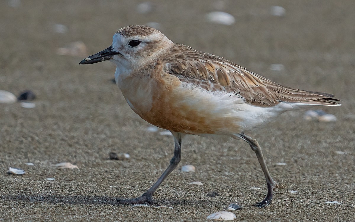 Red-breasted Dotterel - Wouter Van Gasse