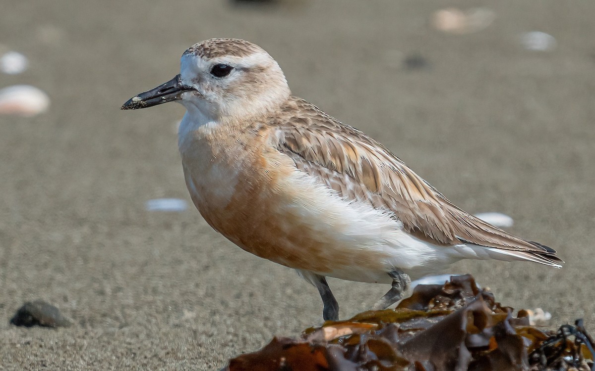 Red-breasted Dotterel - ML612154141