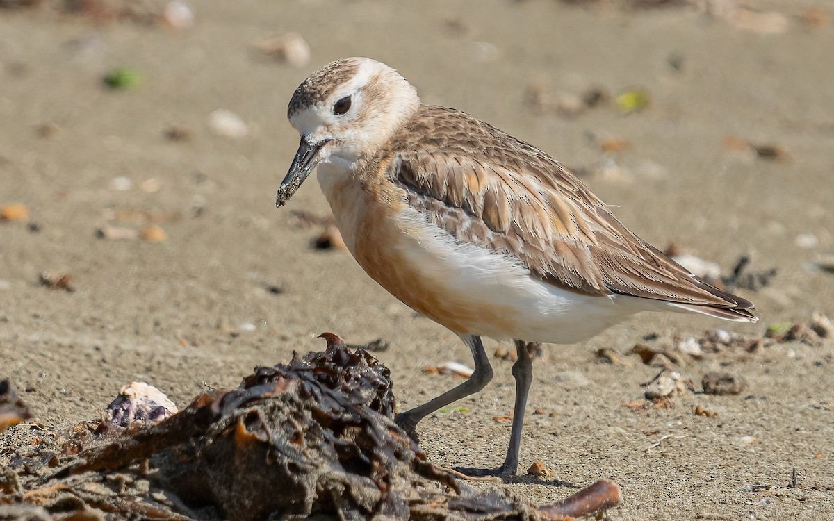 Red-breasted Dotterel - ML612154146