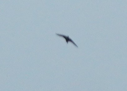 Asian Palm Swift - ML612154158