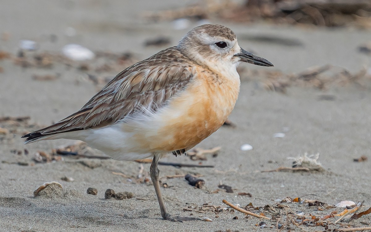 Red-breasted Dotterel - ML612154165