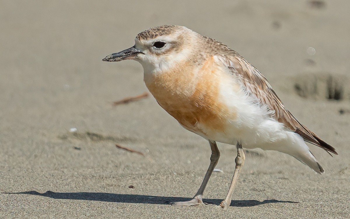 Red-breasted Dotterel - Wouter Van Gasse