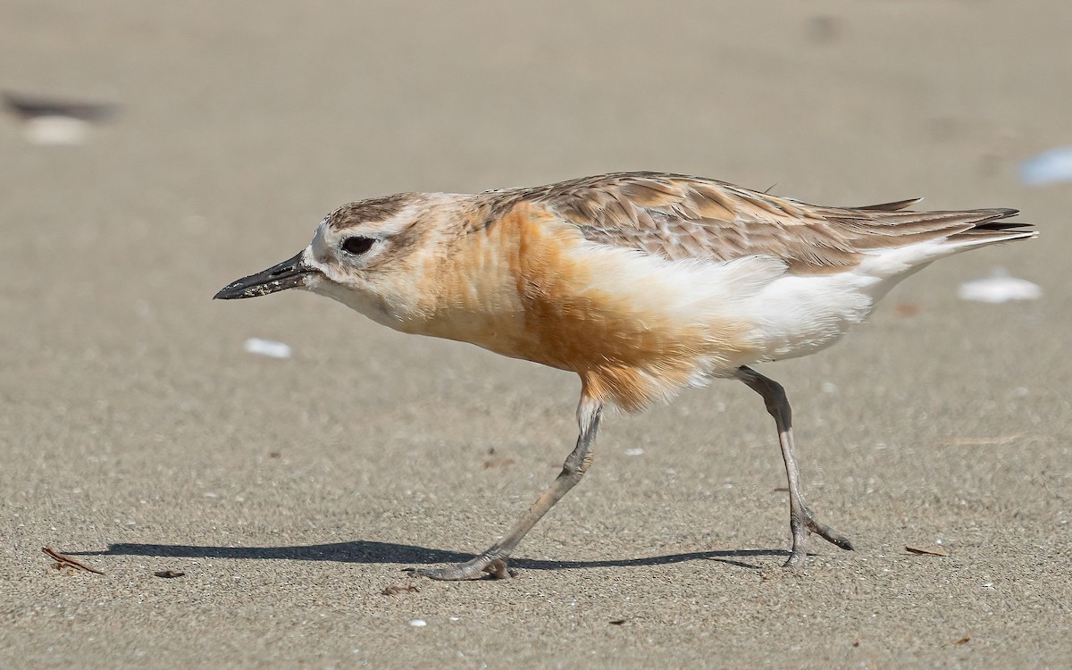 Red-breasted Dotterel - ML612154187