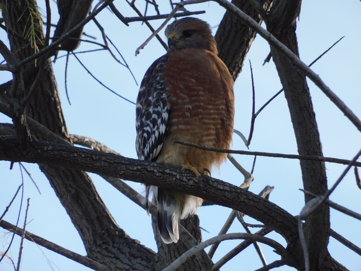 Red-shouldered Hawk - Charles Chu