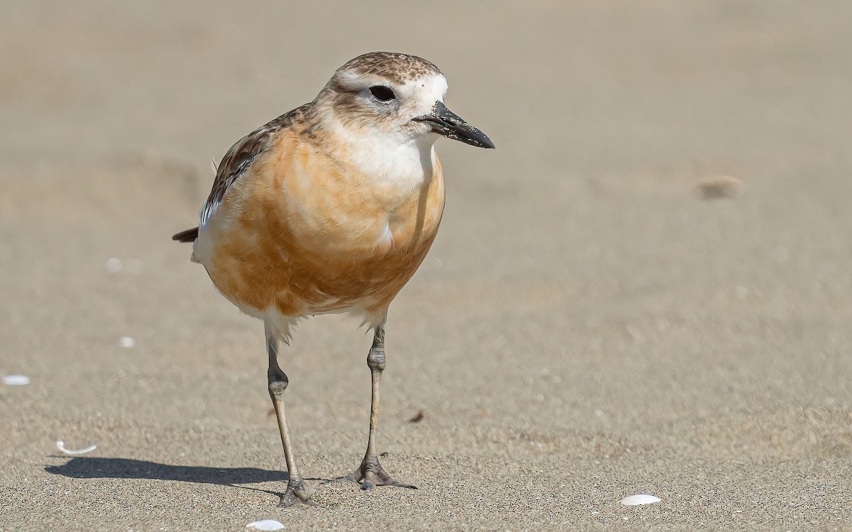 Red-breasted Dotterel - ML612154204