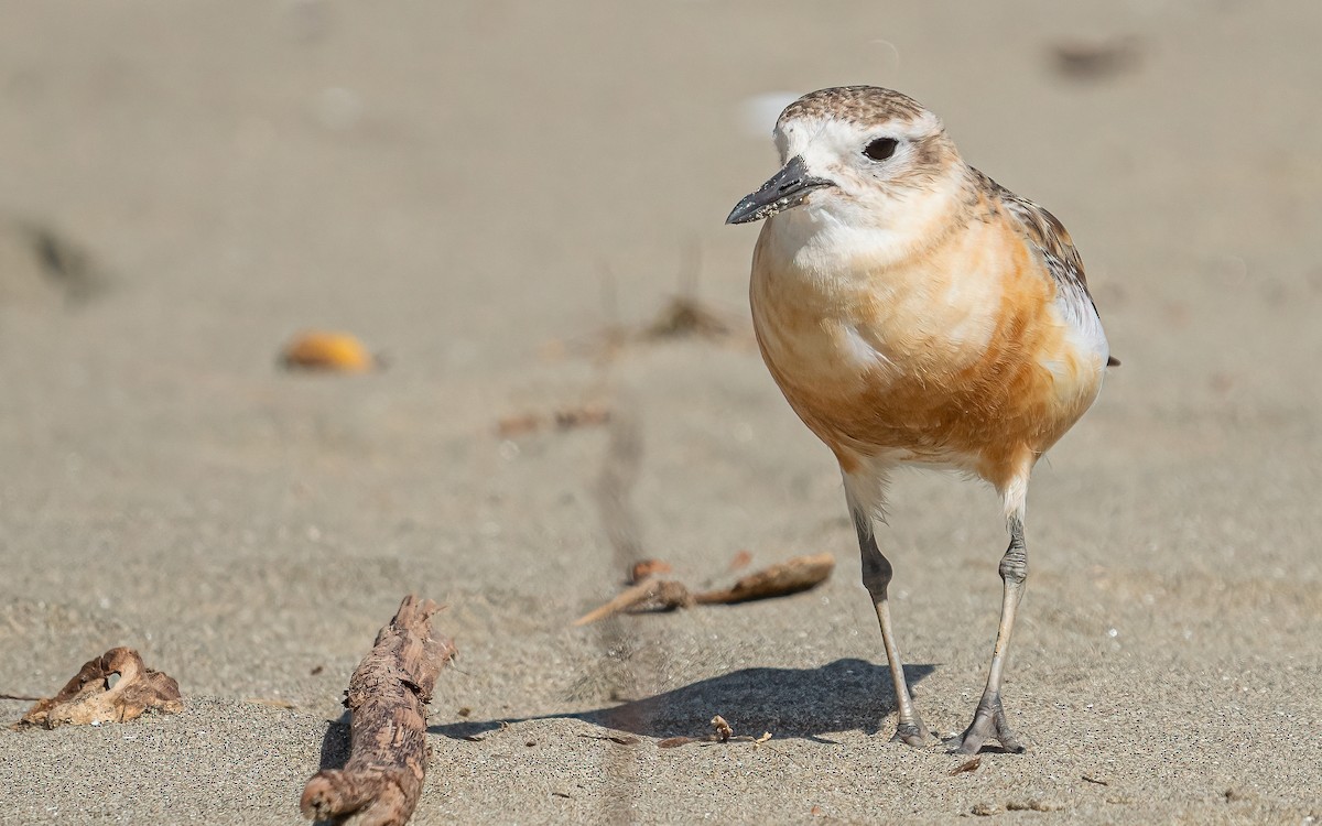 Red-breasted Dotterel - Wouter Van Gasse