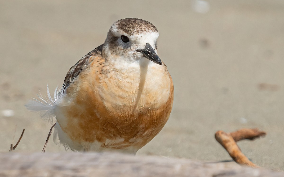 Red-breasted Dotterel - ML612154228