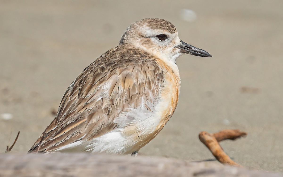 Red-breasted Dotterel - ML612154240