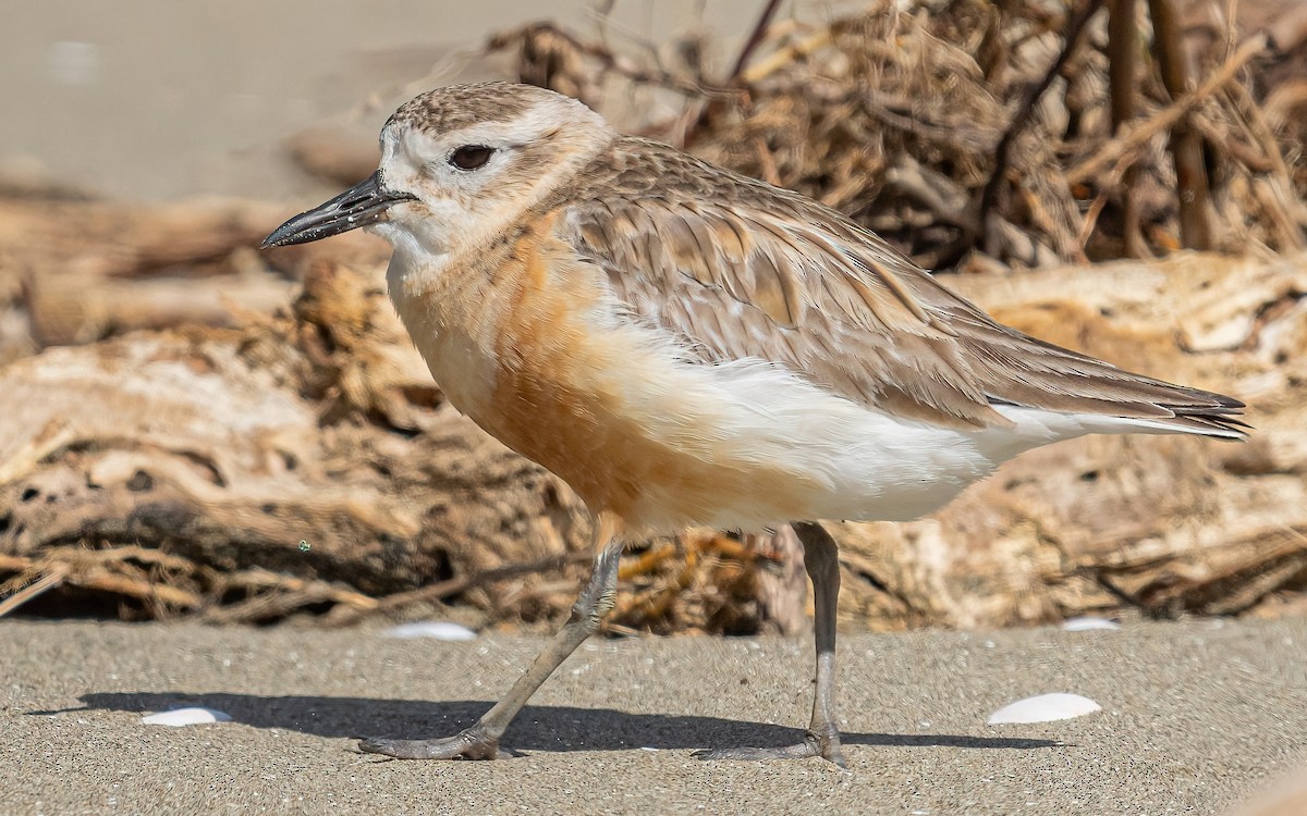 Red-breasted Dotterel - ML612154251