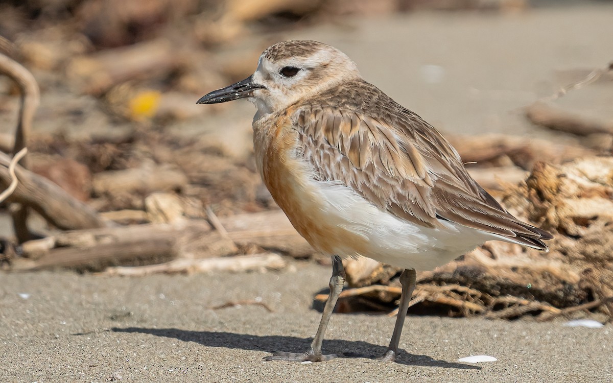 Red-breasted Dotterel - ML612154265