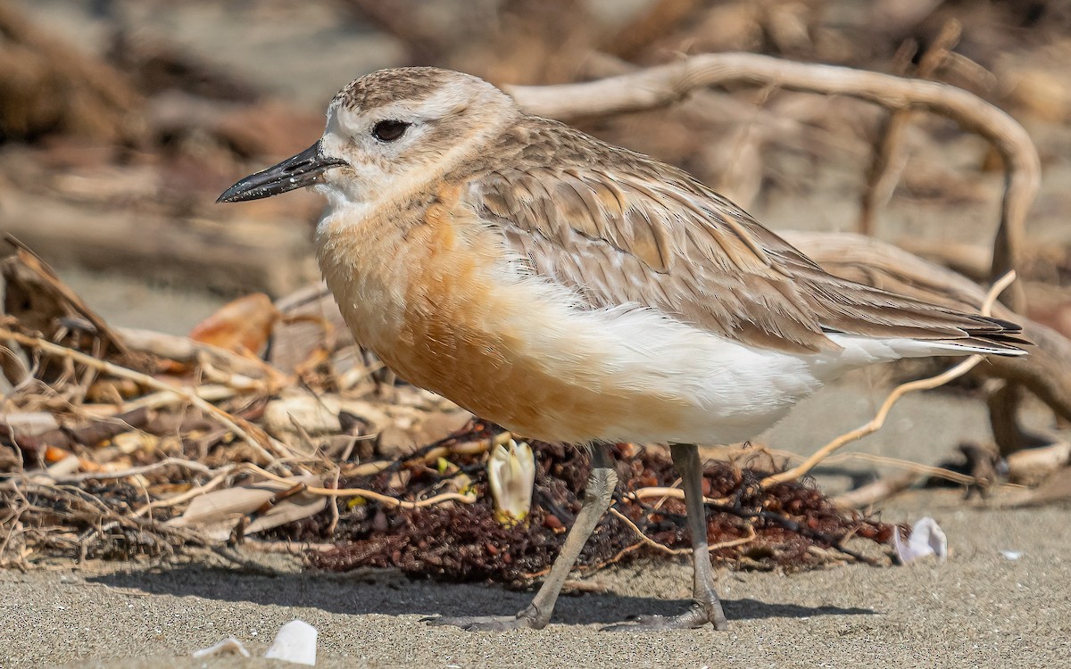 Red-breasted Dotterel - ML612154281