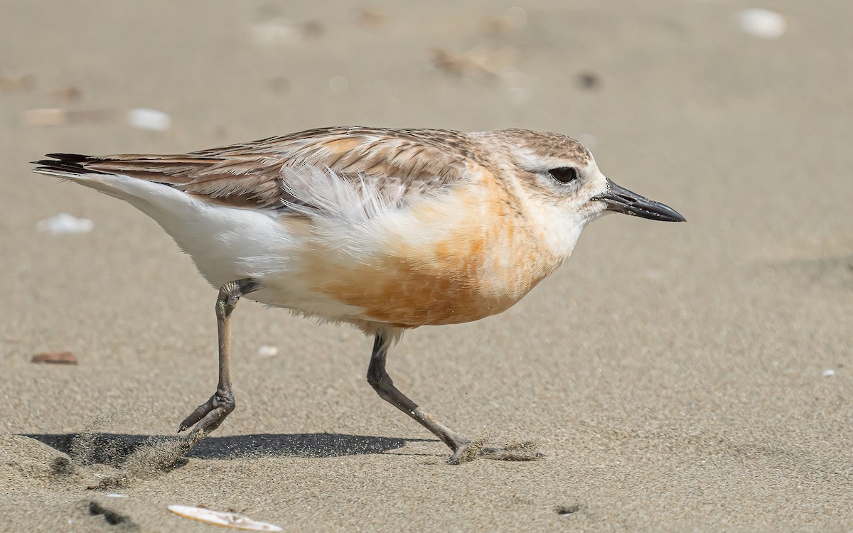 Red-breasted Dotterel - ML612154297