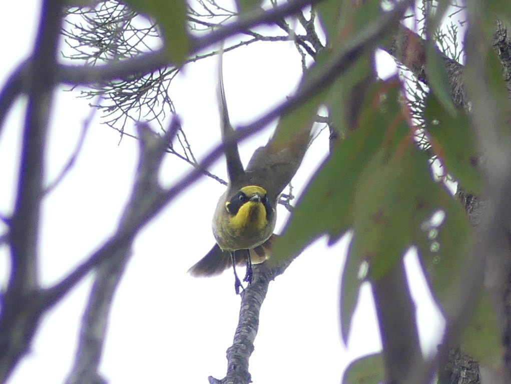 Yellow-tufted Honeyeater (Yellow-tufted) - ML612154318