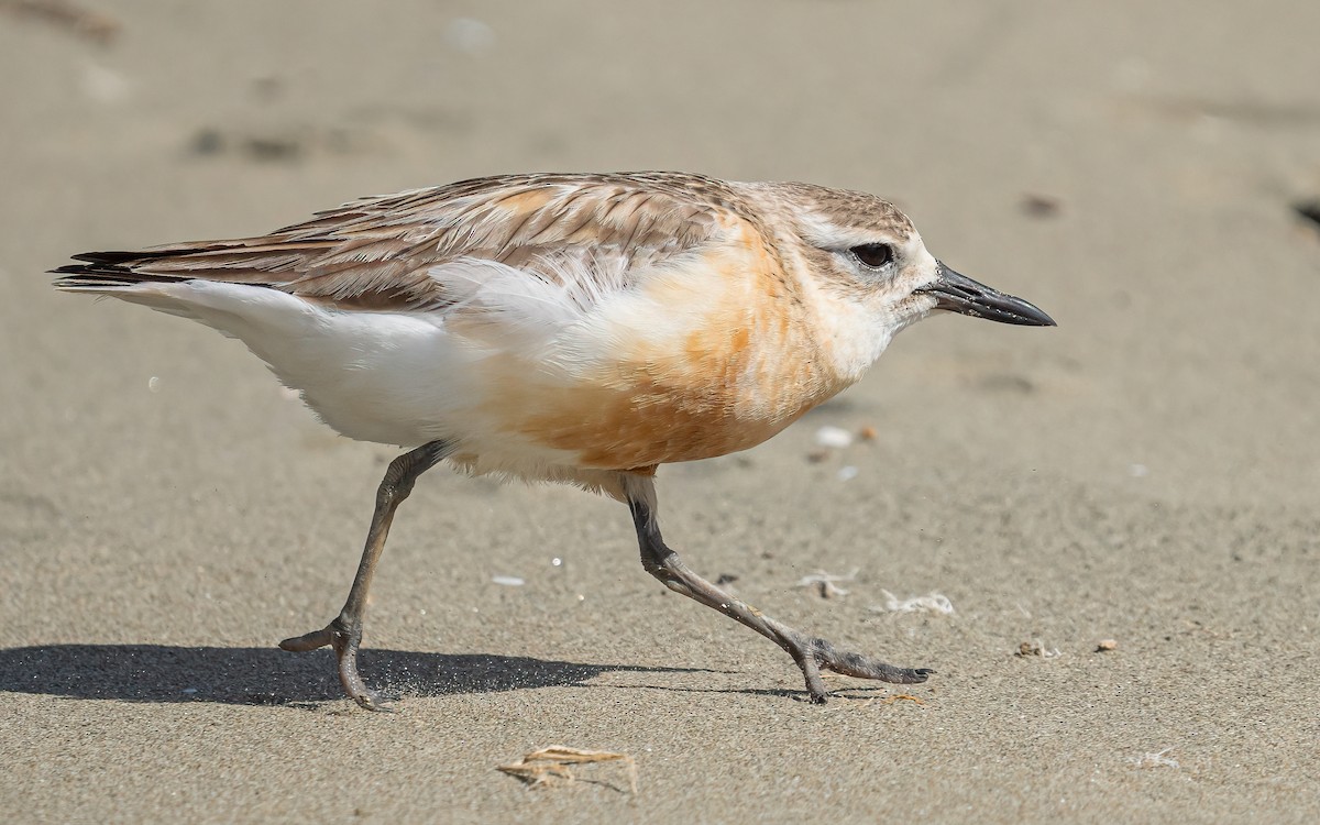 Red-breasted Dotterel - ML612154323