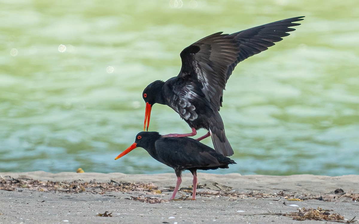 Variable Oystercatcher - Wouter Van Gasse