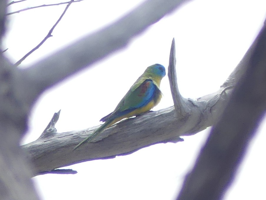 Turquoise Parrot - Peter Yendle