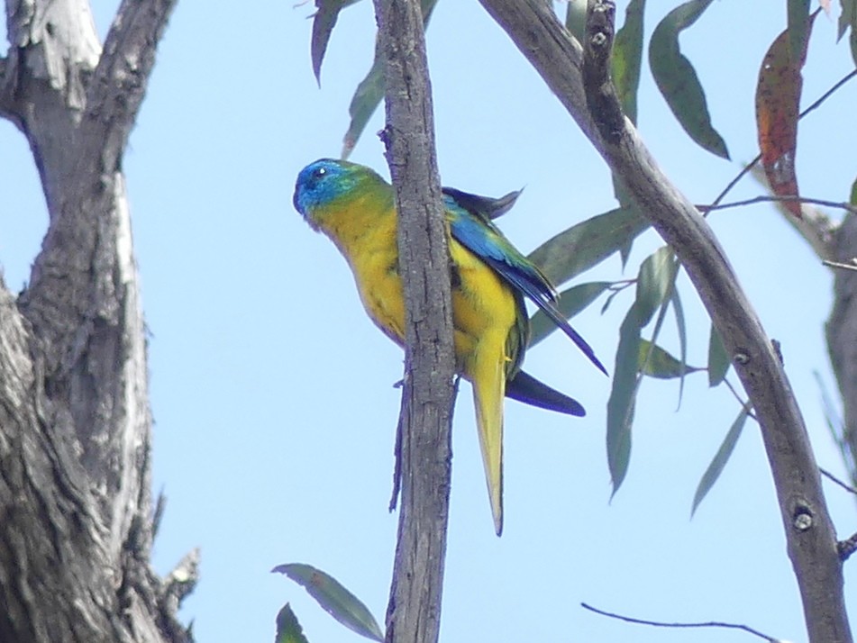 Turquoise Parrot - ML612154382