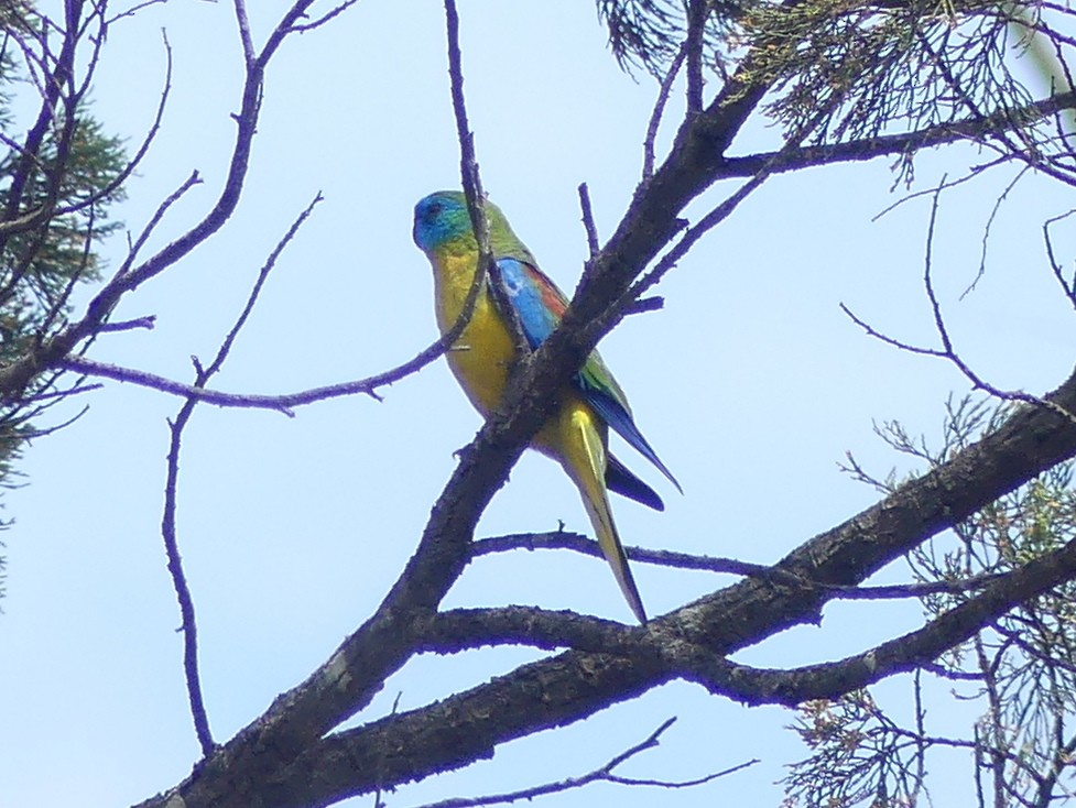 Turquoise Parrot - ML612154384