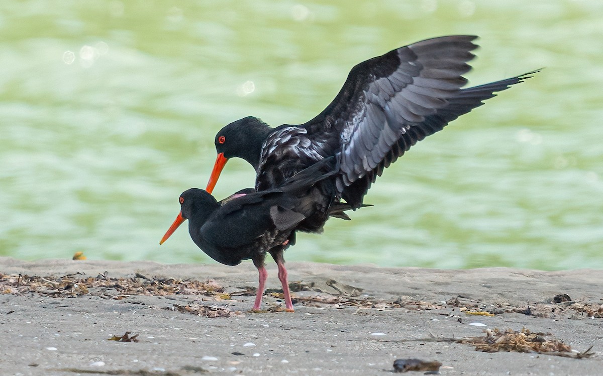 Variable Oystercatcher - ML612154387