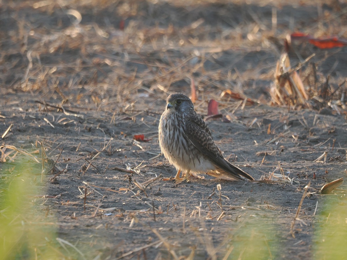 Eurasian Kestrel - Kuan Chih Yu