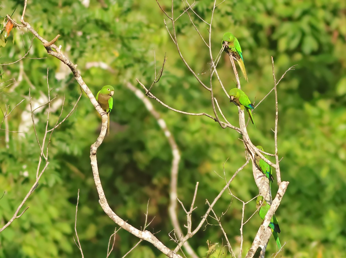 Olive-throated Parakeet (Jamaican) - ML612154466